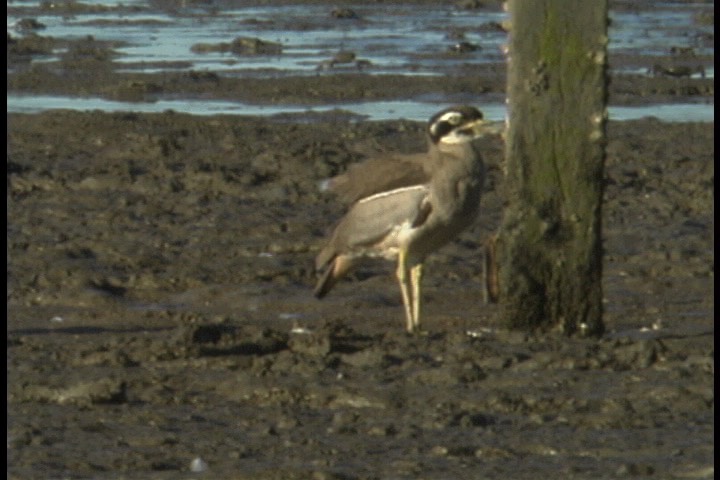 Stone-Curlew, Beach 2