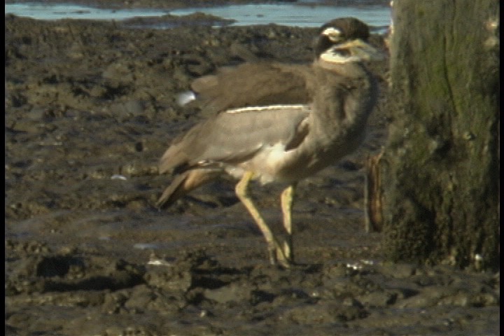 Stone-Curlew, Beach 3