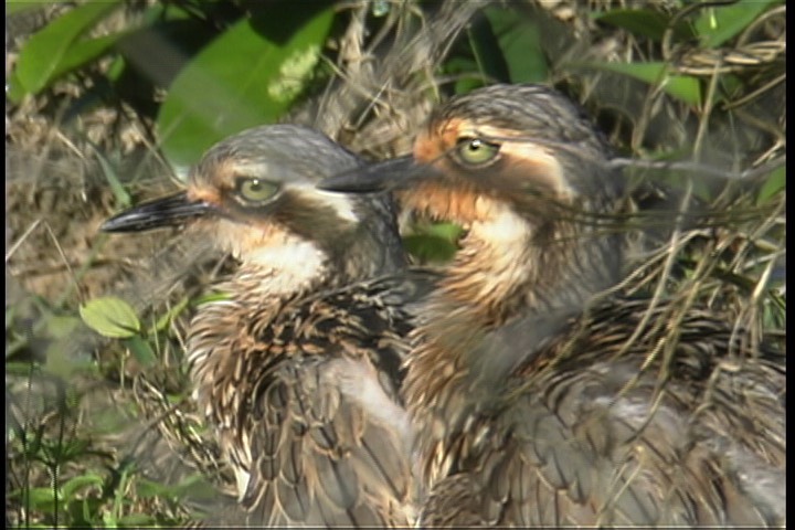 Stone-Curlew, Bush 1