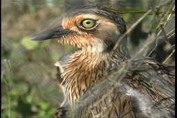 Stone-Curlew, Bush 2