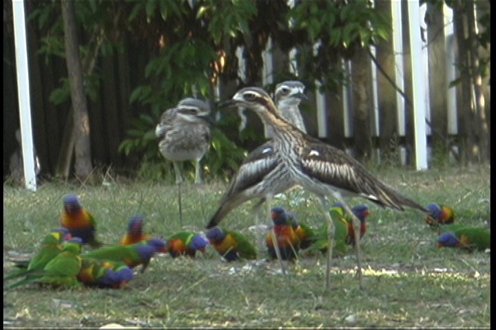 Stone-Curlew, Bush 3