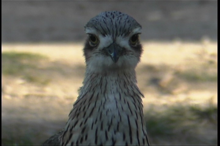 Stone-Curlew, Bush 4