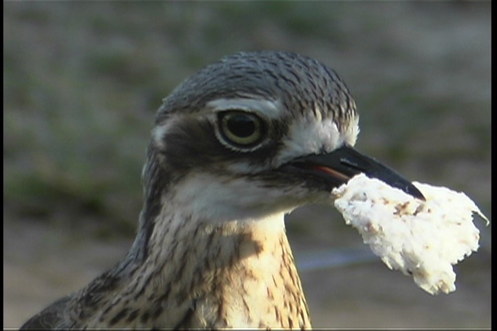 Stone-Curlew, Bush 5