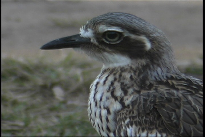 Stone-Curlew, Bush 6