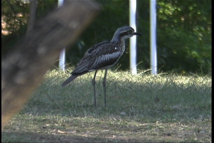 Stone-Curlew, Bush 7