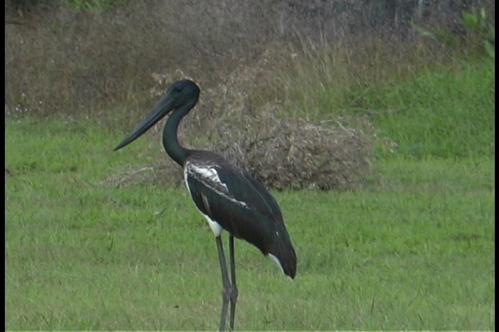 Stork, Black-necked 1