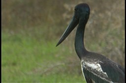 Stork, Black-necked 2