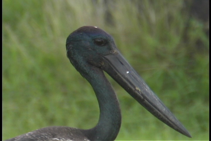 Stork, Black-necked 3