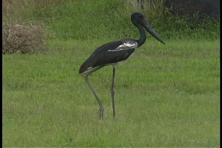 Stork, Black-necked 5