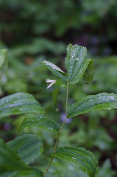 Streptopus amplexifolius2