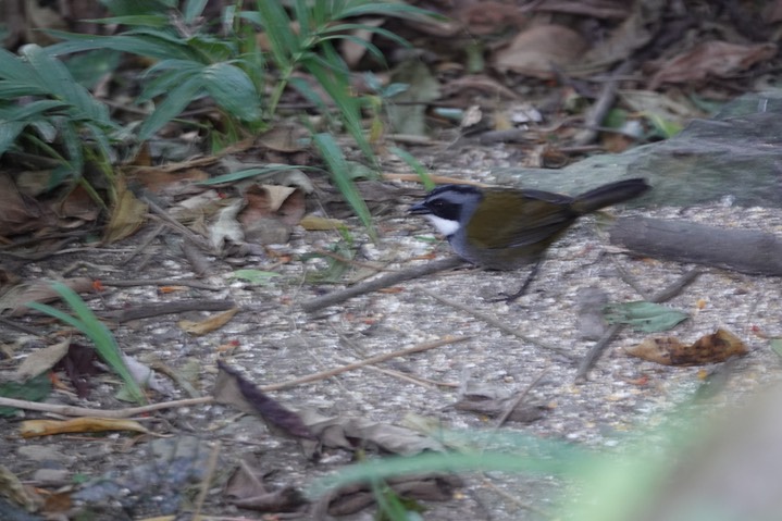 Stripe-headed Brush Finch, Buarremon torquatus perijanus2