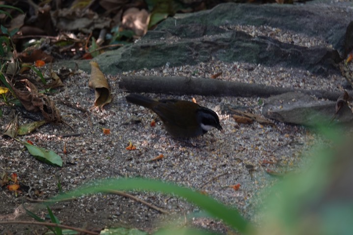 Stripe-headed Brush Finch, Buarremon torquatus perijanus