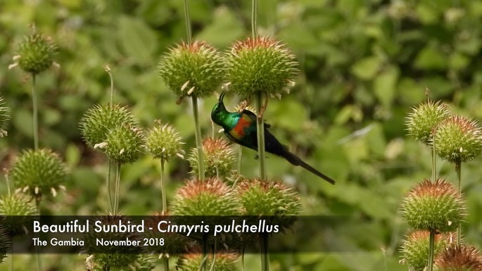 Sunbird, Beautiful 1