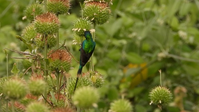 Sunbird, Beautiful 2