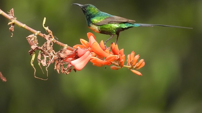 Sunbird, Beautiful 5