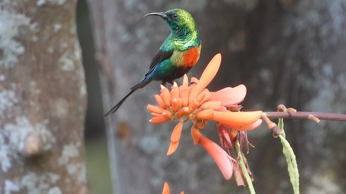 Sunbird, Beautiful 7