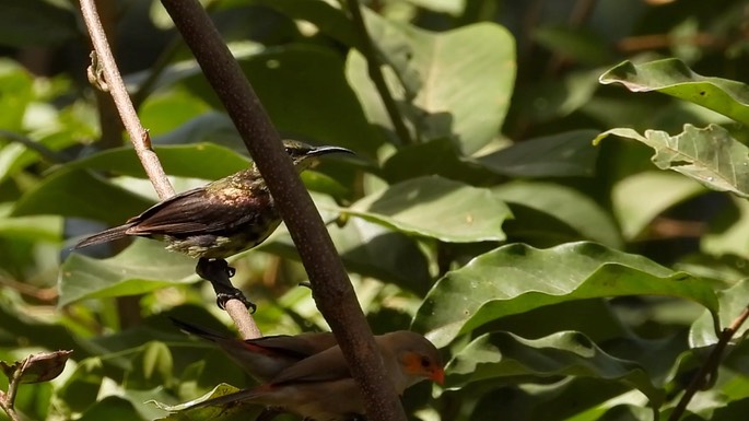 Sunbird, Copper 1