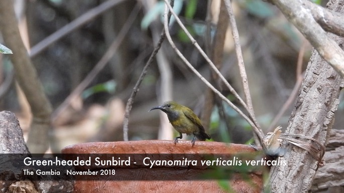 Sunbird, Green-headed 1