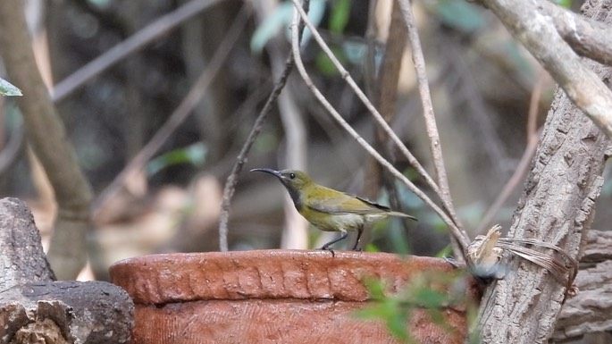 Sunbird, Green-headed 2