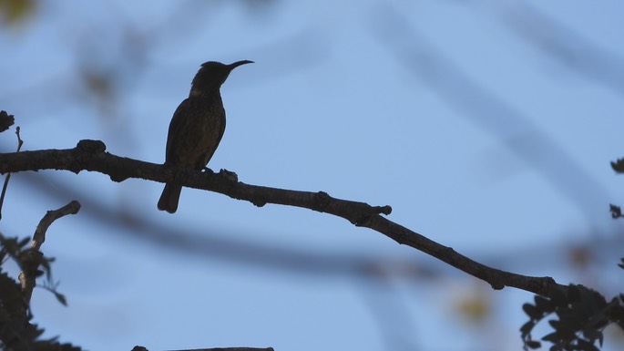 Sunbird, Scarlet-breasted - Senegal