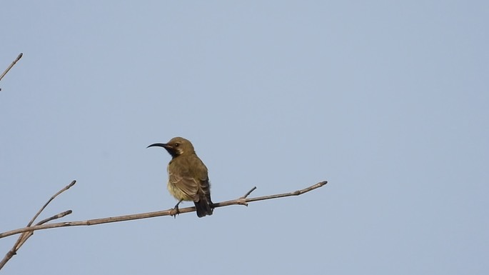 Sunbird, Splendid 2