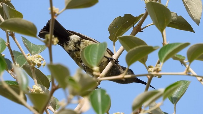 Sunbird, Splendid 3