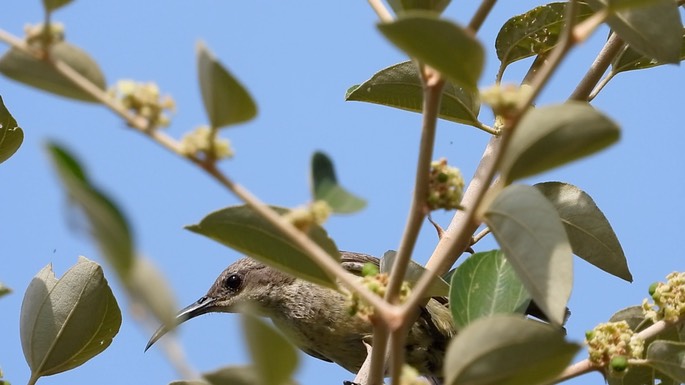 Sunbird, Splendid 4