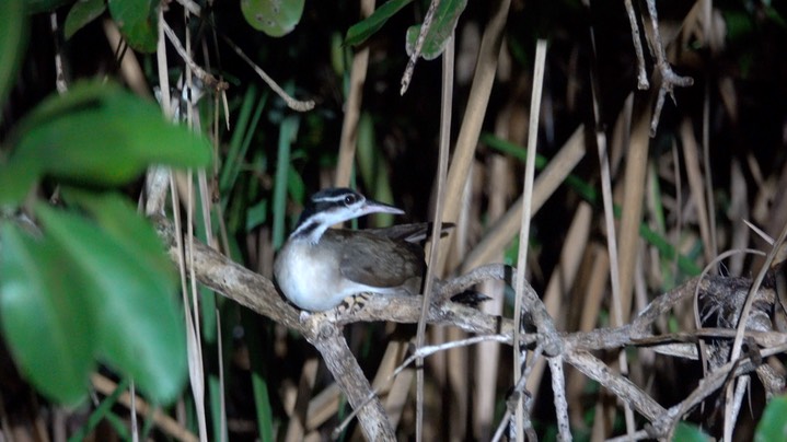 Sungrebe (Belize 2021) c