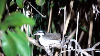 Sungrebe (Belize 2021)a