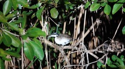 Sungrebe. Heliornis fulica