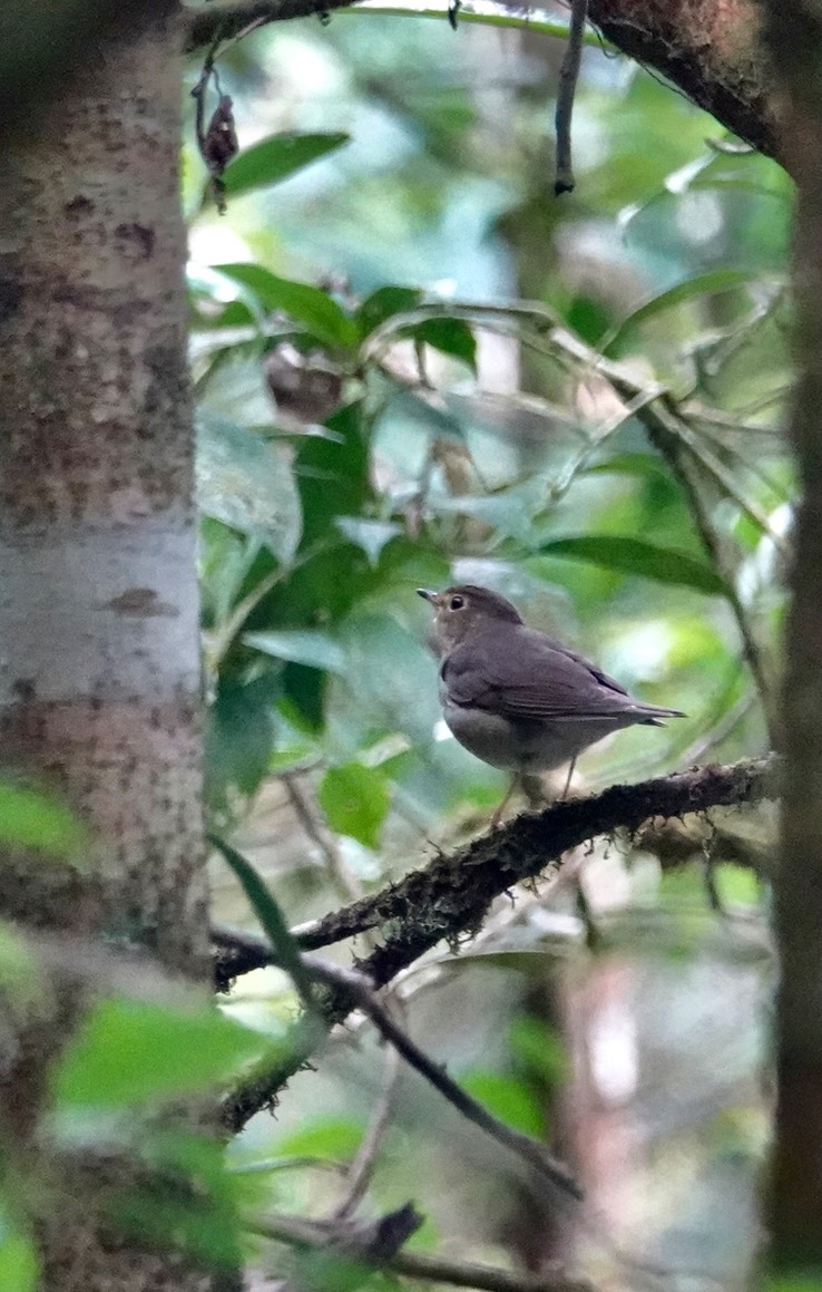 Swainson's Thrush