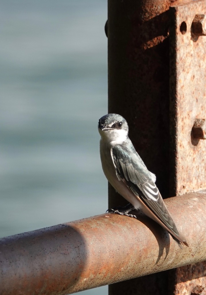 Swallow, Mangrove 5