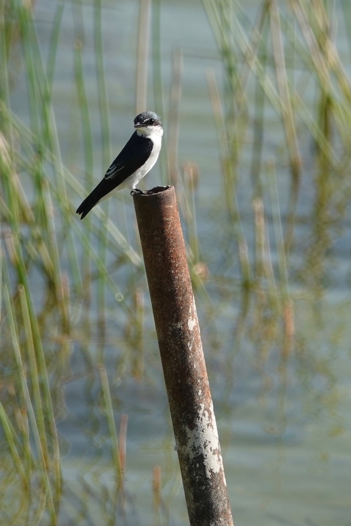 Swallow, Mangrove 6