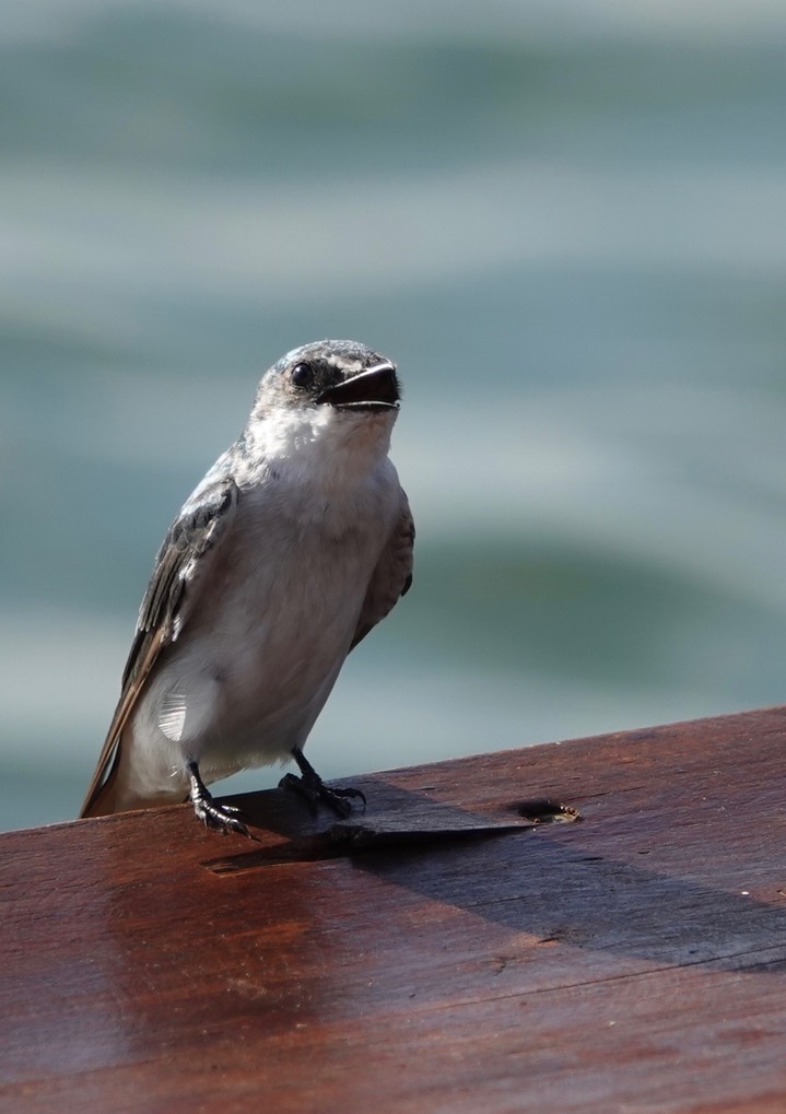 Swallow, Mangrove 7