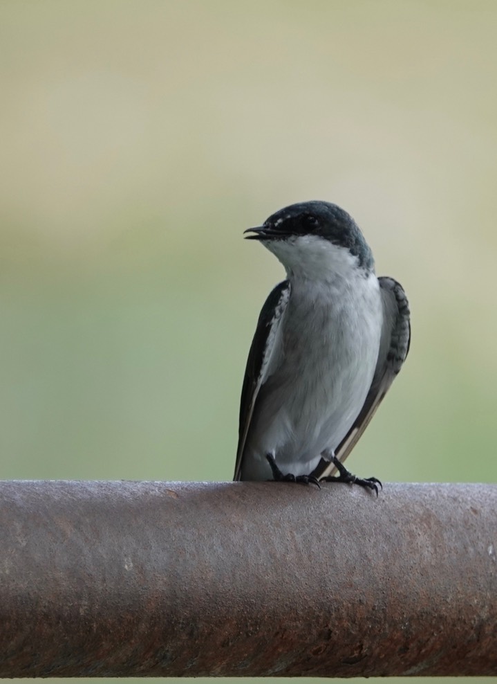 Swallow, Mangrove2