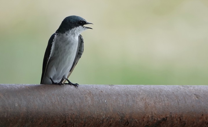 Swallow, Mangrove3