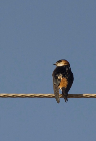 Swallow, Red-rumped  Cecropis daurica Gujarat3