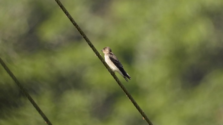 Swallow, Southern Rough-winged (Cerro Montezuma, Colombia) 1