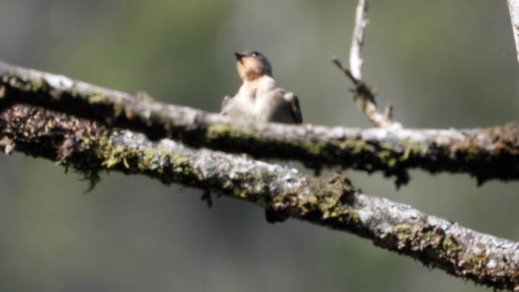 Swallow, Southern Rough-winged (Cerro Montezuma, Colombia) 2