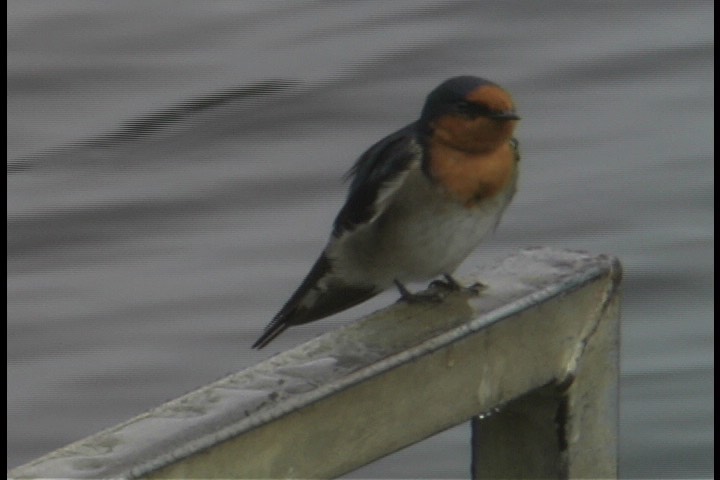 Swallow, Welcome 10