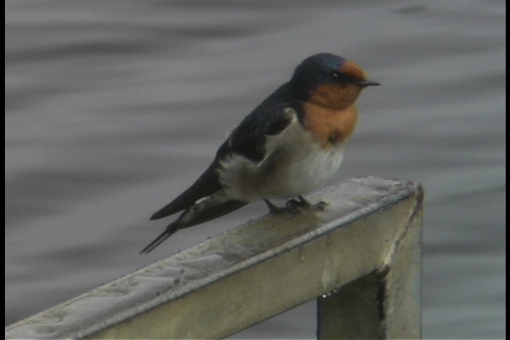 Swallow, Welcome 11