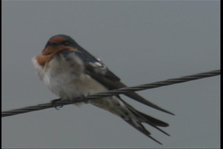 Swallow, Welcome 1