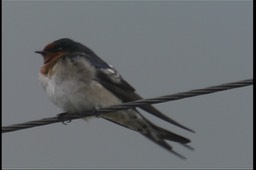 Swallow, Welcome 2