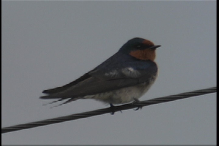 Swallow, Welcome 3