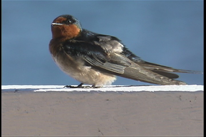 Swallow, Welcome 4