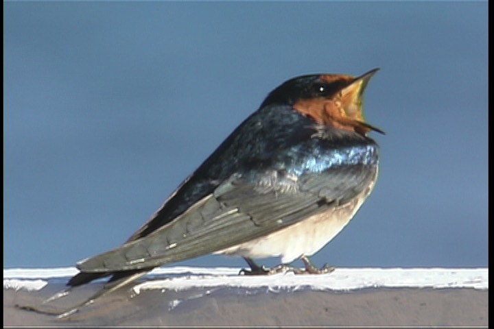 Swallow, Welcome 5