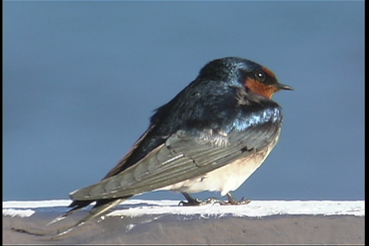 Swallow, Welcome 6