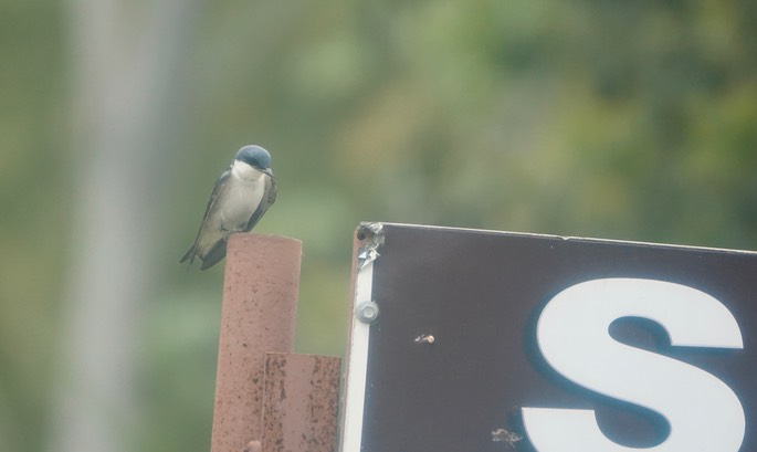 Swallow, White-winged 18-2