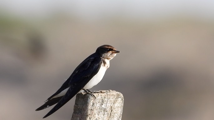 Swallow, Wire-tailed 2