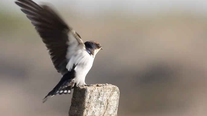 Swallow, Wire-tailed 3